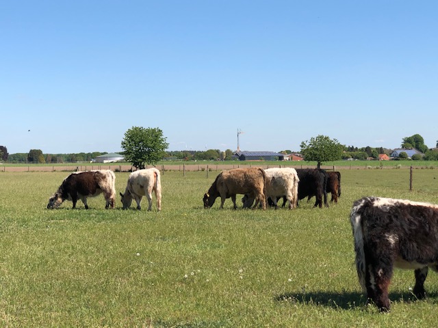 Bild von einem Galloway